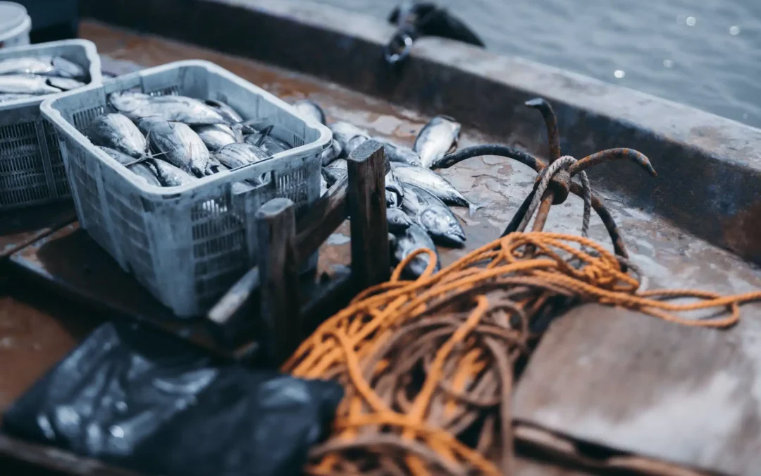 Guide to Sustainable Fishing for Anglers & Fishermen